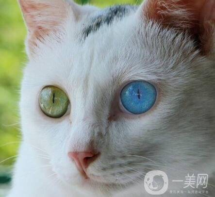 拉雙眼皮的危害是什么？術(shù)后注意事項(xiàng)有哪些？