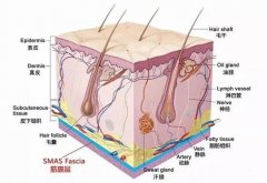 大提升什么時(shí)候吸收？