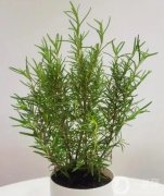 迷迭香的魅力：廚房中的實用調(diào)料