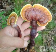 菌菇護(hù)膚，讓你擁有水潤肌膚